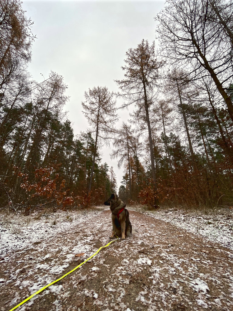 Toshi im Wald im ersten Schnee