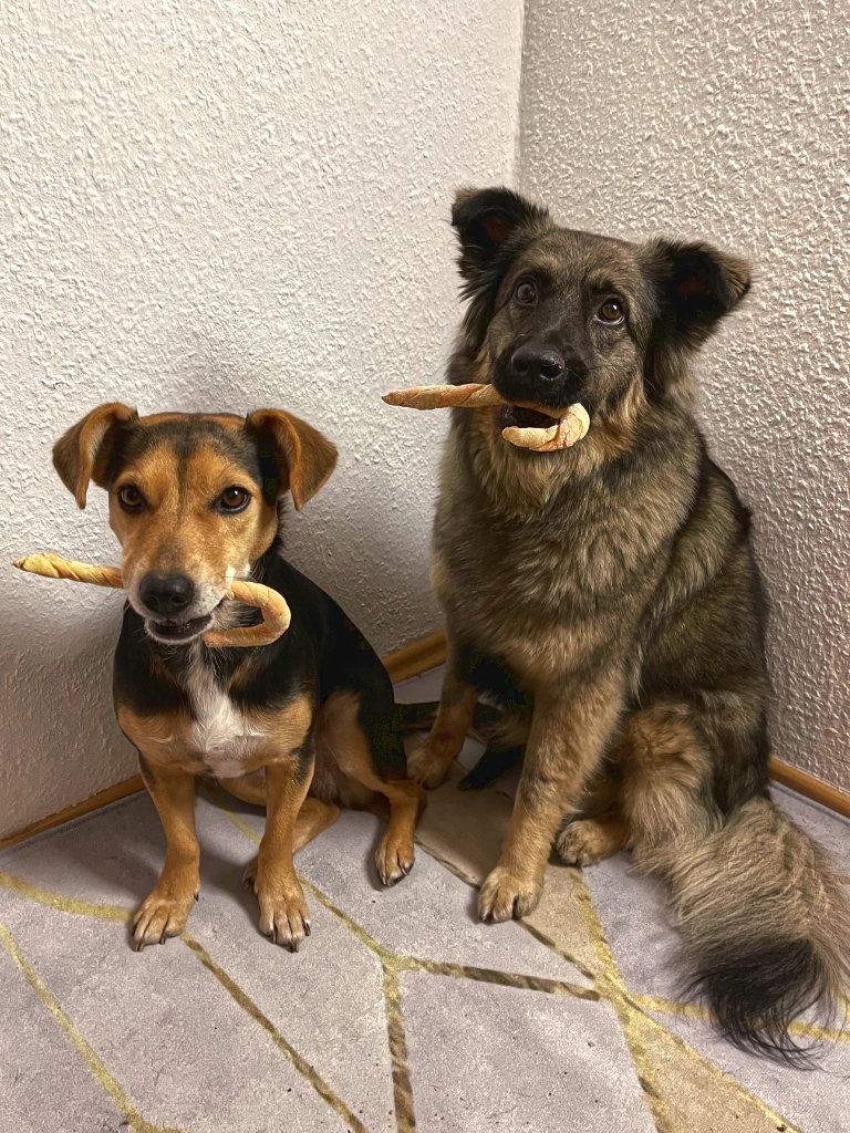 Hundezuckerstangen von Toshi und Frida gehalten